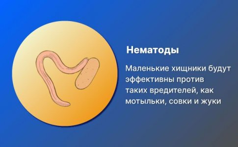Нематоды Нематоды