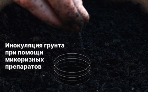 Внесение микоризы в грунт