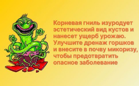 Корневая гниль Корневая гниль