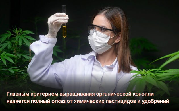 Как выращивают органический каннабис Как выращивают органический каннабис