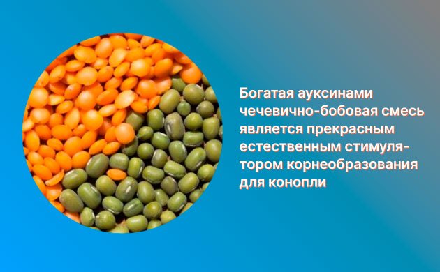 Стимулятор корнеобразования конопли: чечевично-бобовая смесь Стимулятор корнеобразования конопли: чечевично-бобовая смесь
