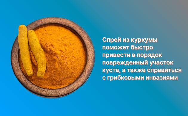 Лечение кустов конопли: куркума Лечение кустов конопли: куркума