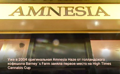 сорт Амнезия