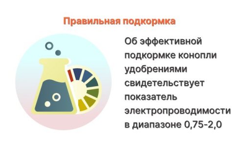 Неправильная подкормка конопли Неправильная подкормка конопли