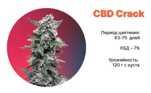 Сорт каннабиса CBD Crack от FastBuds Сорт каннабиса CBD Crack от FastBuds