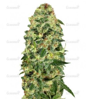 Auto California Kush.jpg