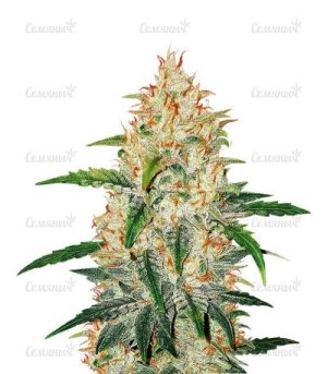 Zkittlez Auto.jpg