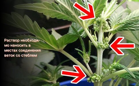 феминизированное серебро и гиббереллиновая кислота