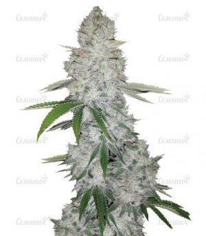 Gorilla Glue Auto.jpg Gorilla Glue Auto.jpg