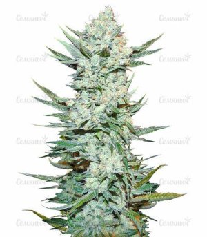 Tangie'matic Auto.jpg Tangie'matic Auto.jpg