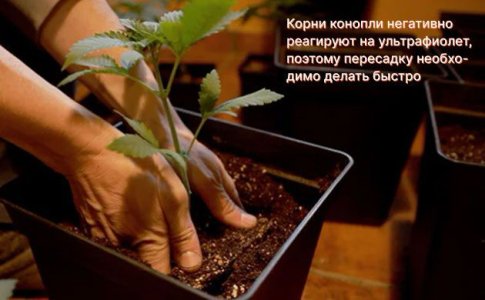 Подготовка к пересадке конопли