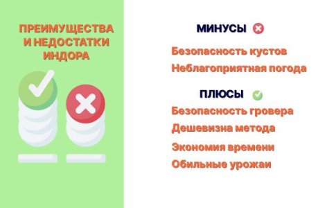 Преимущества и недостатки выращивания конопли в аутдоре Преимущества и недостатки выращивания конопли в аутдоре