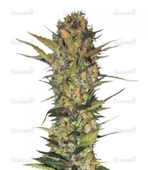 Lithium OG Kush.jpg Lithium OG Kush.jpg