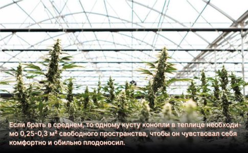 Размеры теплицы для каннабиса Размеры теплицы для каннабиса