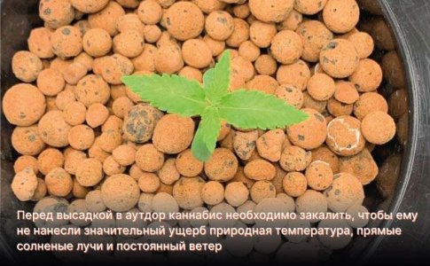 Закалить коноплю перед высадкой в аутдор