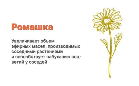 Компаньоны для конопли - ромашка