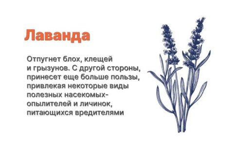 Компаньоны для конопли - лаванда