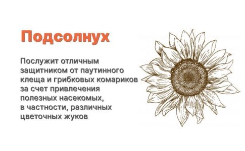 Компаньоны для конопли - подсолнух