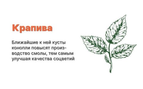 Компаньоны для конопли - крапива