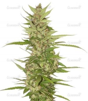 Northern_Light_X_Big_Bud.jpg Northern_Light_X_Big_Bud.jpg