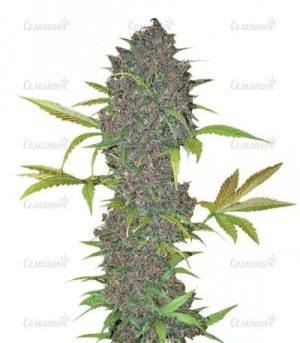 LSD_25_auto.jpg LSD_25_auto.jpg