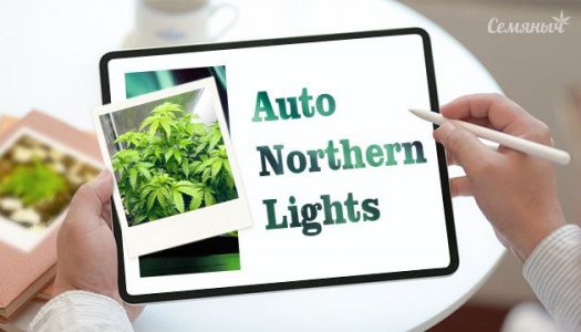 groureport-sorta-konopli-auto-northern-lights-ot-sidbanka-semyanych__GA65TvaabNfKbgZm.jpg