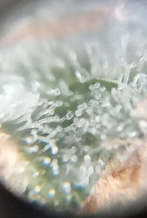 mir_20221006_042612.jpg