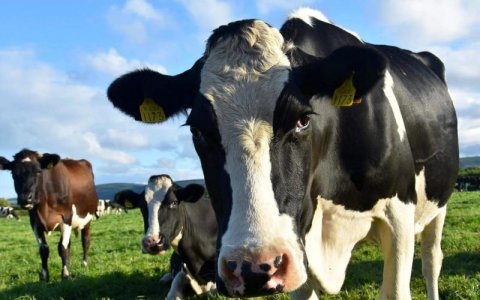 cow.jpg