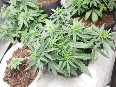 Marmalate Early vers (delicious seeds)