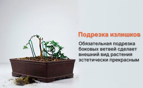 подрезка ветвей подрезка ветвей