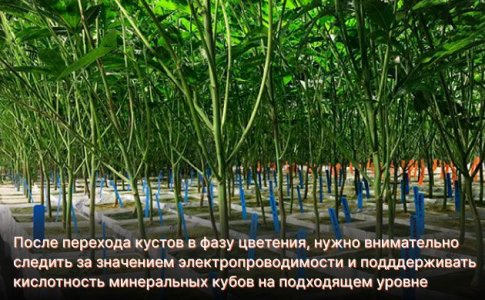 Цветение конопли в минеральной вате