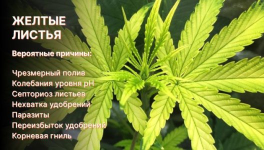 Желтые листья конопли Желтые листья конопли