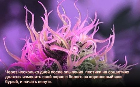 Опыление конопли в индоре