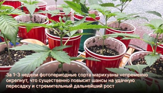 Когда проводят высадку конопли в аутдор