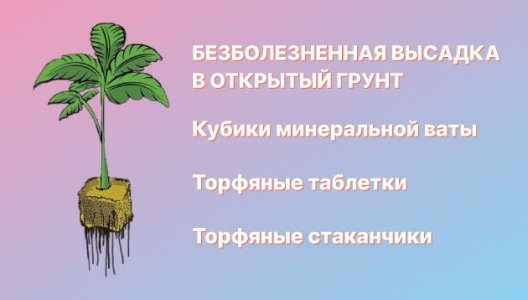 Техника высадки конопли в аутдор без стресса