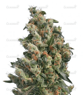 Сорт конопли Kushage Regular Сорт конопли Kushage Regular
