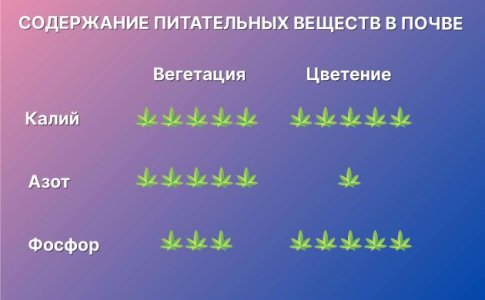 Подкормка автоцветов на цветении Подкормка автоцветов на цветении