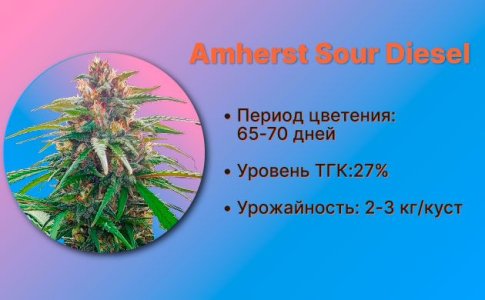 Сорт конопли Amherst Sour Diesel от Humboldt Seeds Сорт конопли Amherst Sour Diesel от Humboldt Seeds