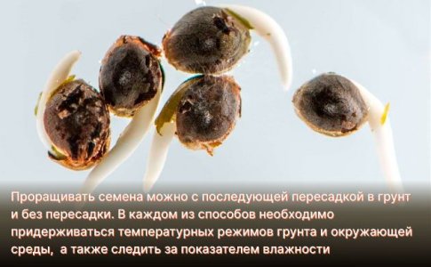 Проращивание семян конопли