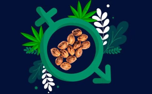 1-Feminizirovannye-i-regulyarnye-semena-konopli---chto-nuzhno-znat-novichkam.jpg