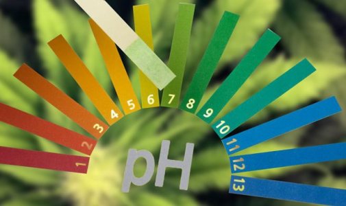 как измерить уровень pH как измерить уровень pH