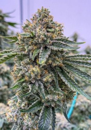 LA Kush.jpg LA Kush.jpg