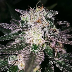 gorilla cookies.jpg gorilla cookies.jpg