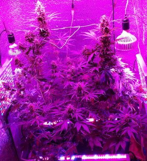devotchka-auto-doctors-choise__7x5ENIm12uovtZgP (1).jpg