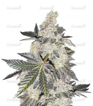 Girl-Scout-Cookies.jpg