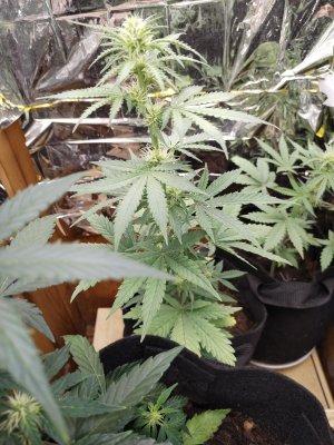 IMG_20230125_214755.jpg