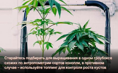 Что делать, если несколько растений развиваются с разной скоростью? Что делать, если несколько растений развиваются с разной скоростью?