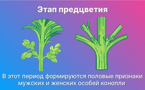 Предцветение конопли