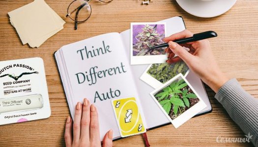 groureport-sorta-think-different-auto-ot-dutch-passion__LMFNz7yxr2CsTTYu.jpg