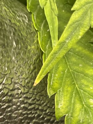 IMG_8140.jpeg